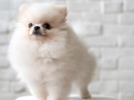 Available Pomeranian dog puppy