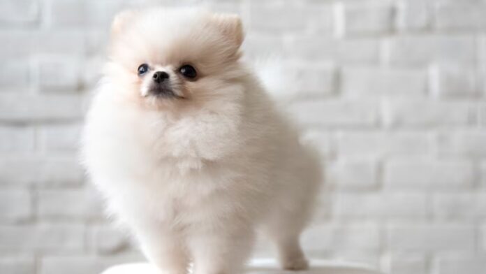 Available Pomeranian dog puppy