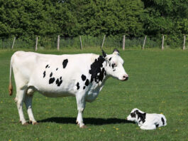 Dairy Cow