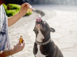 best CBD for dogs