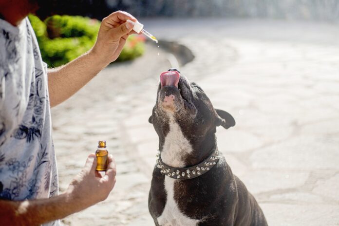 best CBD for dogs