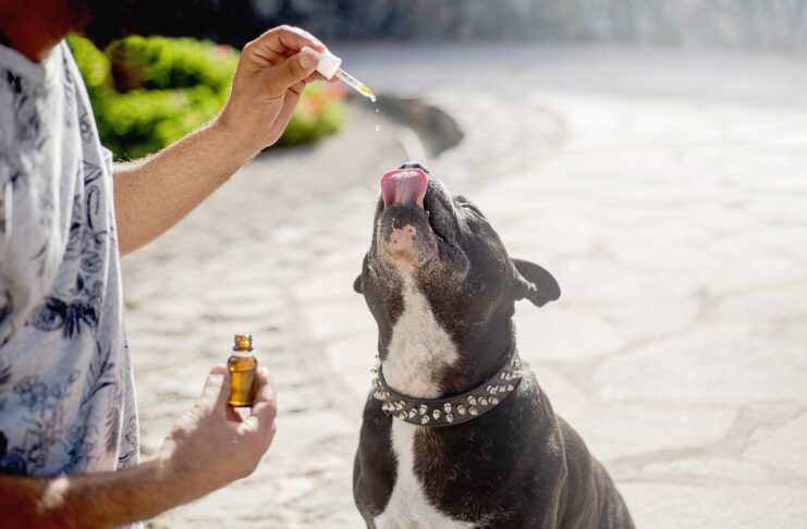 best CBD for dogs